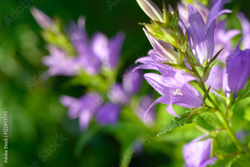 Foto Bellflower