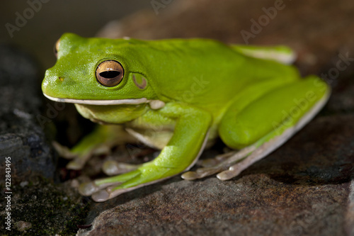 Single little green tree frog