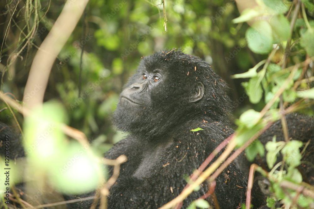 Obraz premium Wild Gorilla animal Rwanda Africa tropical Forest