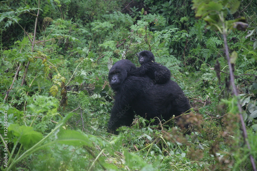 Wild Gorilla animal Rwanda Africa tropical Forest Wild Gorilla animal Rwanda Africa tropical Forest