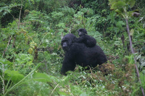 Photography Wild Gorilla animal Rwanda Africa tropical Forest