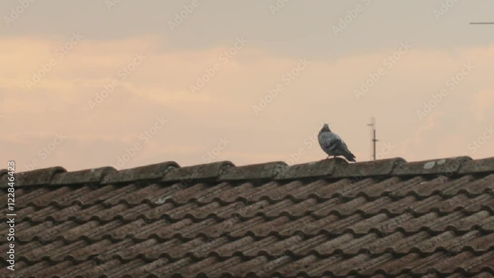 Television antenna with pigeon silhouette on roof top Television antenna with pigeon silhouette on roof top