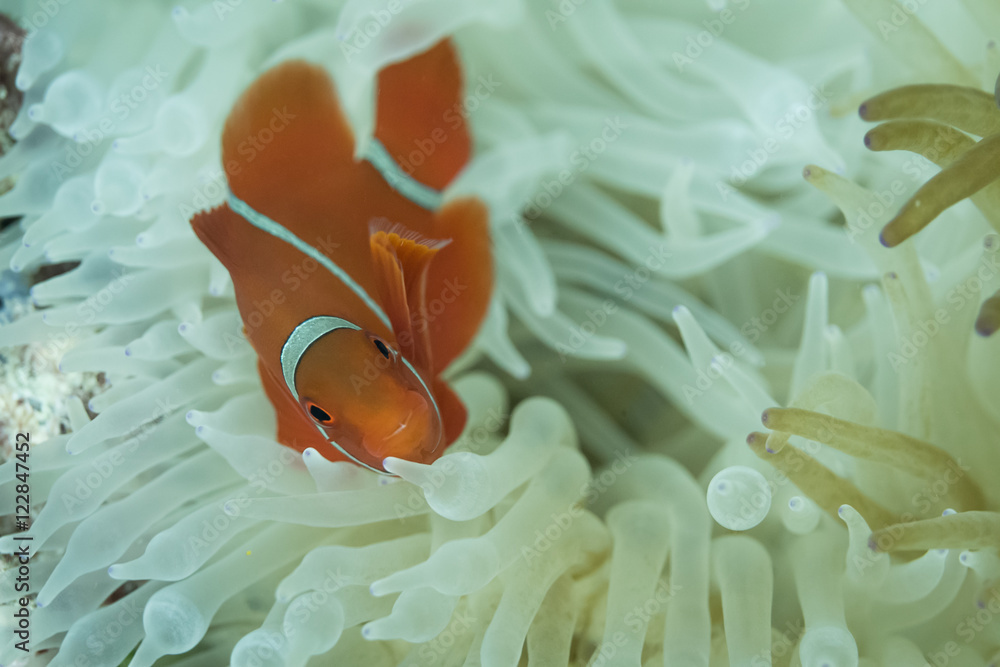 Colorful anemonefish Colorful anemonefish