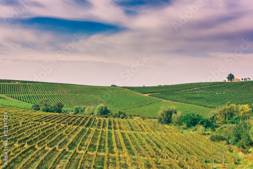 Picturesque landscape  vineyard with blue cloudy sky  hills and rows