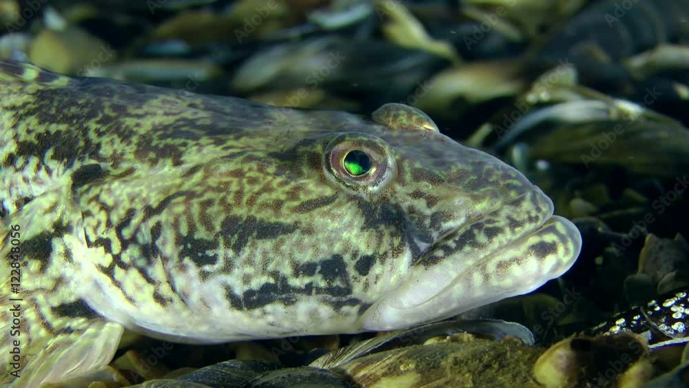 Knout goby (Mesogobius batrachocephalus), portrait.
Knout goby (Mesogobius batrachocephalus), portrait.