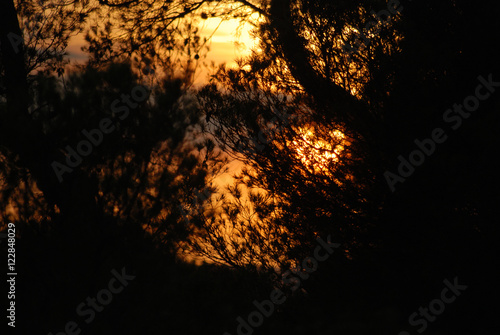 Coucher de soleil dans le Sud de la France à travers les arbres © virginievanos