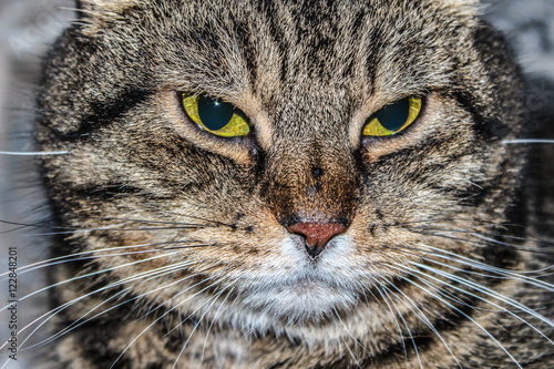 Close-up portrait of a striped cat