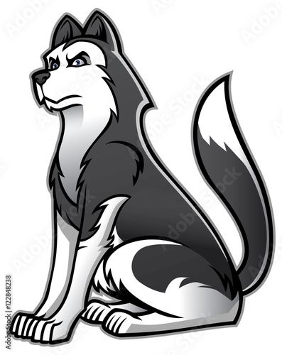 Siberian husky dog