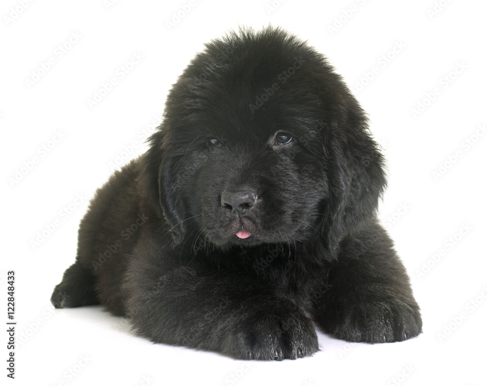 puppy newfoundland dog