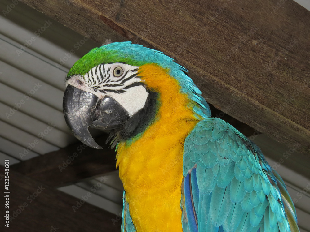  Blue-and-yellow macaw under metal roof
