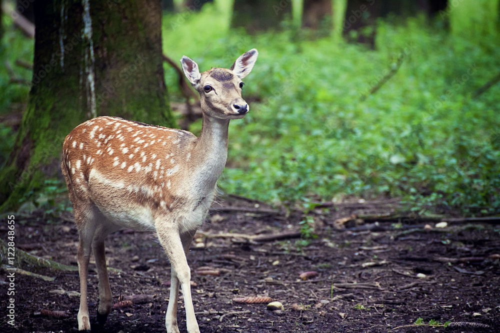 Wildlife, red fawn standing in woodland Wildlife, red fawn standing in woodland
