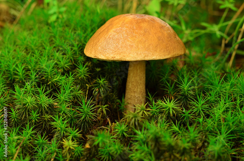 Brown cap boletus in moss. Tubular edible mushroom in forest.