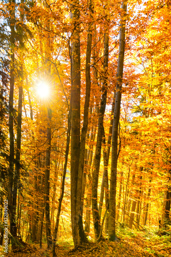Morning in the autumn forest © Pavlo Vakhrushev