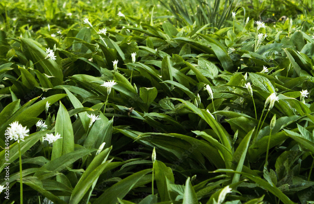 Obraz premium Spring in the forest