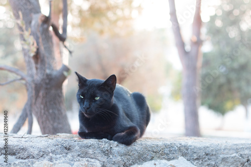 Kara Kedi photo