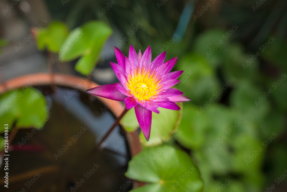 Purple lotus with green leaves background Purple lotus with green leaves background