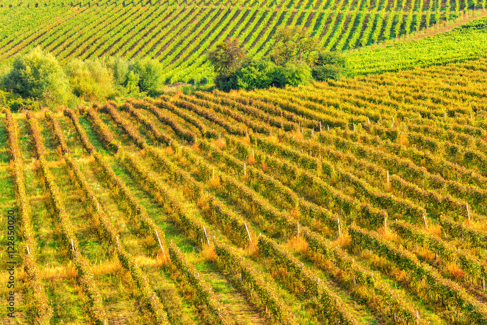Sunny vineyard arrangement in a rows, natural abstract agricultural background Sunny vineyard arrangement in a rows, natural abstract agricultural background