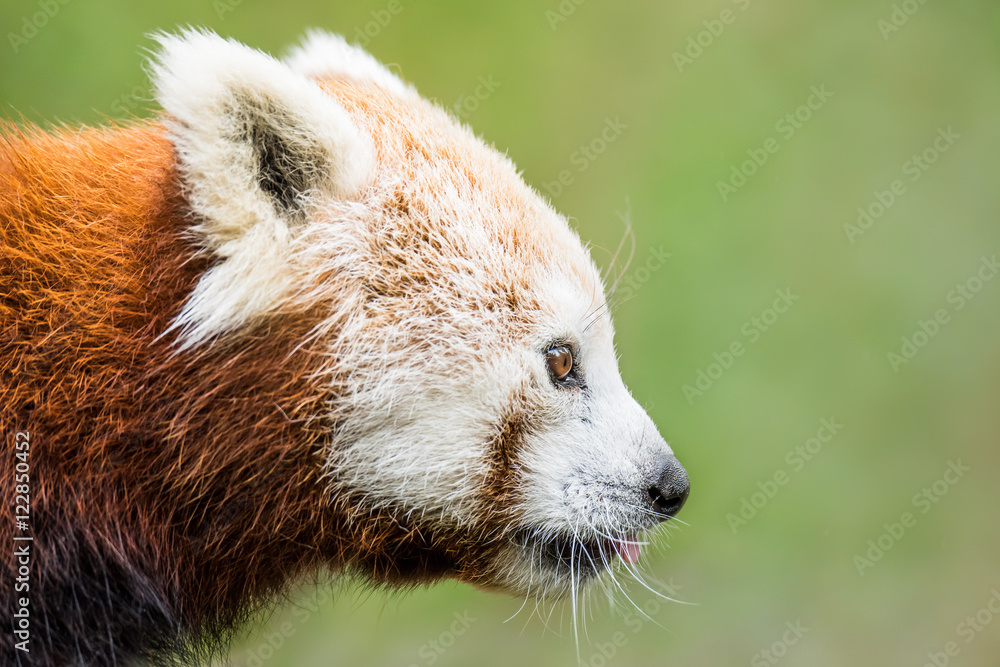 Obraz premium Red panda XVIII