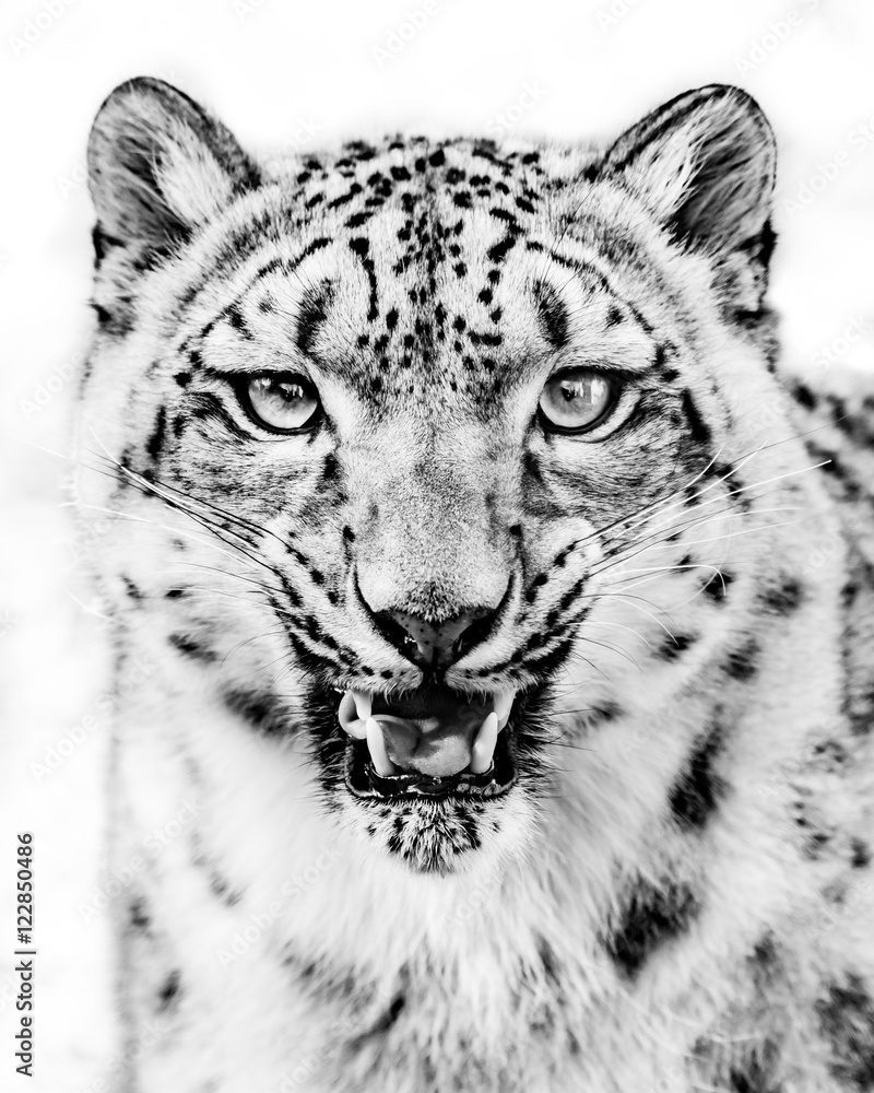 Obraz premium Snow Leopard Snarl