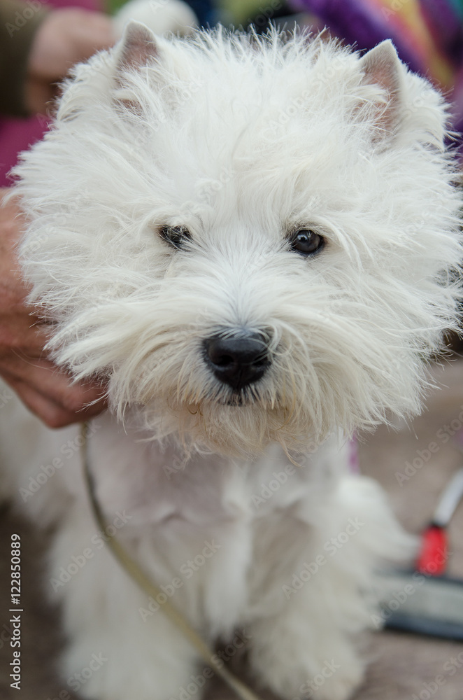 West Highland White Terrier is preparing for the exhibition West Highland White Terrier is preparing for the exhibition