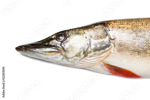 Head of big pike isolated over white
