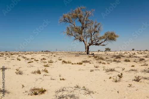 Lonely dead tree in the desert near Dubai