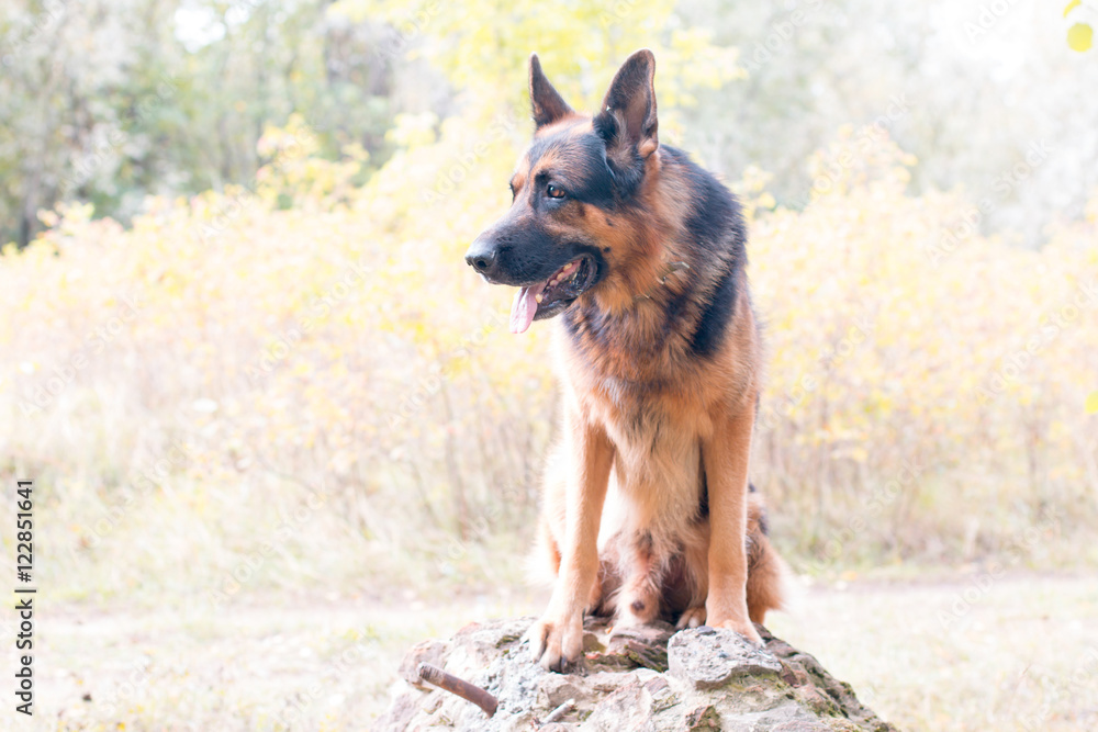 German shepherd dog in a autumn day German shepherd dog in a autumn day