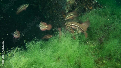 Group of male Ocellated wrasse (Symphodus ocellatus) swimming over the seaweed.
 photo