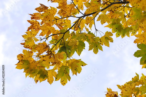 Yellow maple leaves in autumn, Ukrainian Carpathians