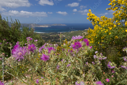 Fototapeta Naklejka Na Ścianę i Meble -  Blühende Macchia auf Korsika