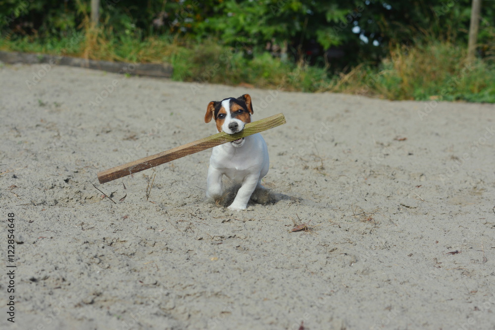 Jack Russel puppy with wooden stick