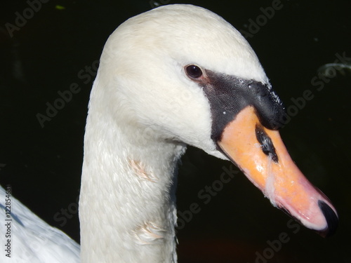 Swan