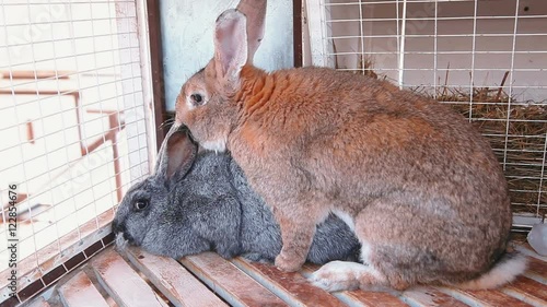 rabbits have intercourse