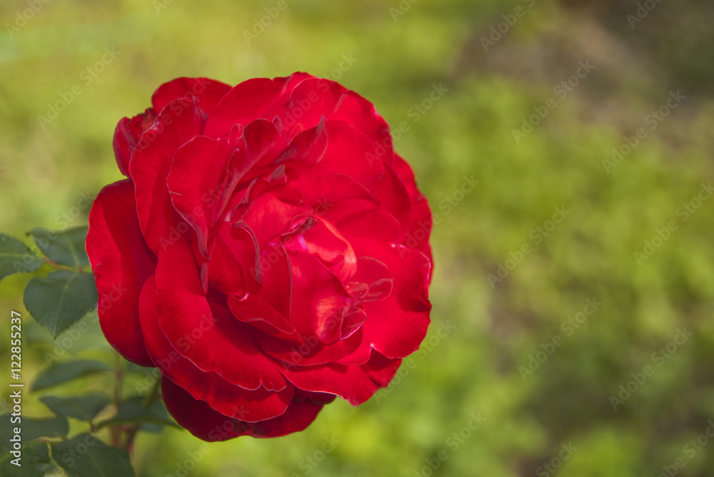 Rosa rossa multipetalo, fiore in primo piano Rosa rossa multipetalo, fiore in primo piano
