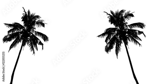 Realistic SilhouetteTropical Coconut Palm Tree, black silhouettes and outline contours on white background. Vector