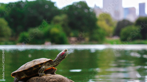 Turtle in Central Park
