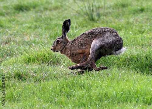 Fast-running European brown hare (Lepus europaeus) in a meadow
