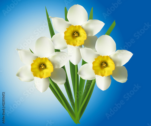 bunch of three narcissus flowers on blue background
