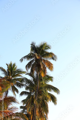 palmier au coucher de soleil