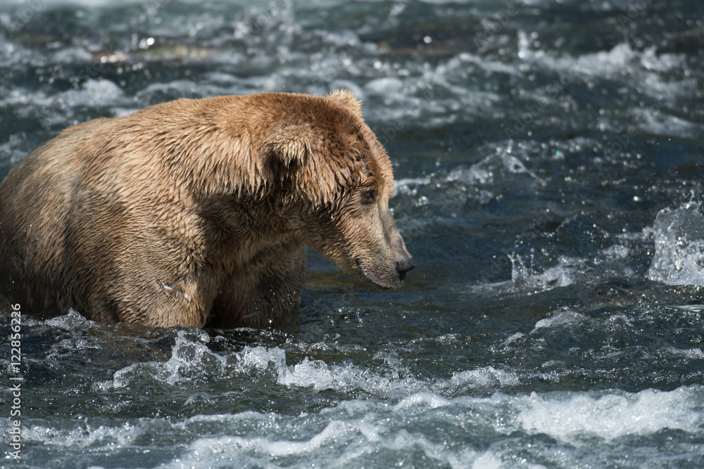 Alaskan brown bear in Brooks River Alaskan brown bear in Brooks River
