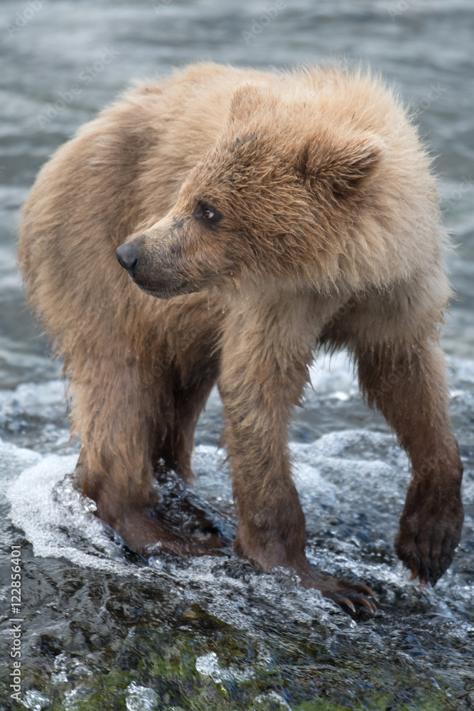 Fototapeta premium Alaskan brown bear cub