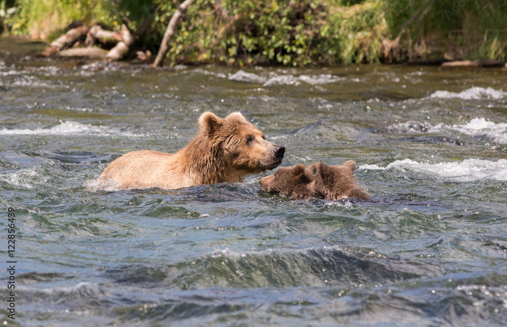 Alaskan brown bear sow and cubs Alaskan brown bear sow and cubs