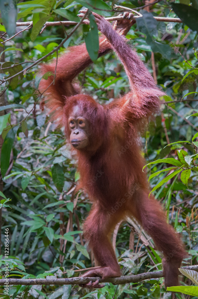 Naklejka premium Red-haired adult orangutan standing on a thin branch (Kumai, Indonesia)