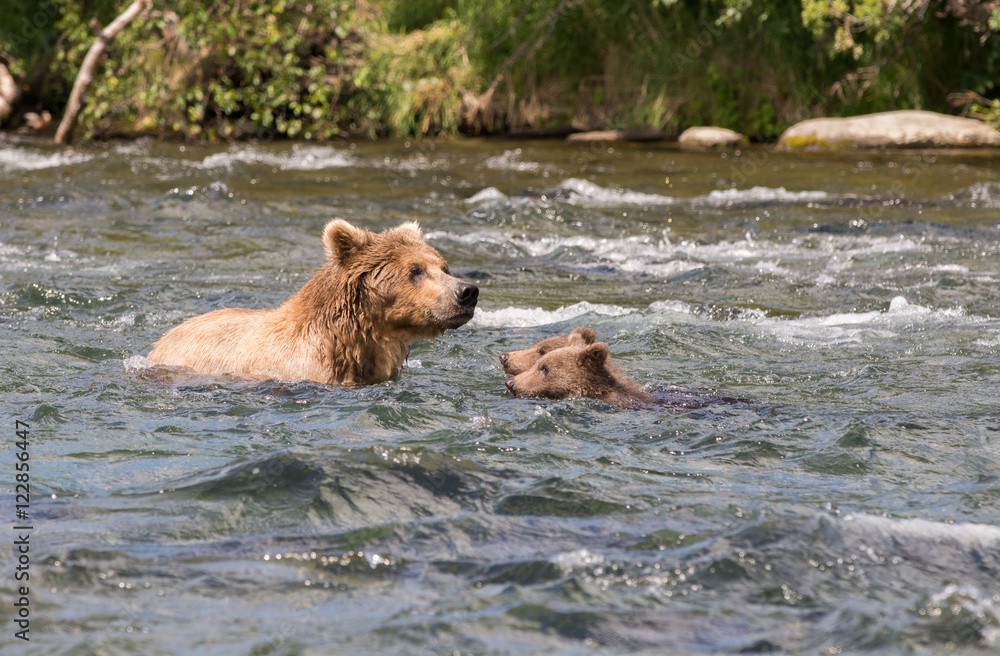 Alaskan brown bear sow and cubs Alaskan brown bear sow and cubs
