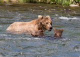 Alaskan brown bear sow and cubs