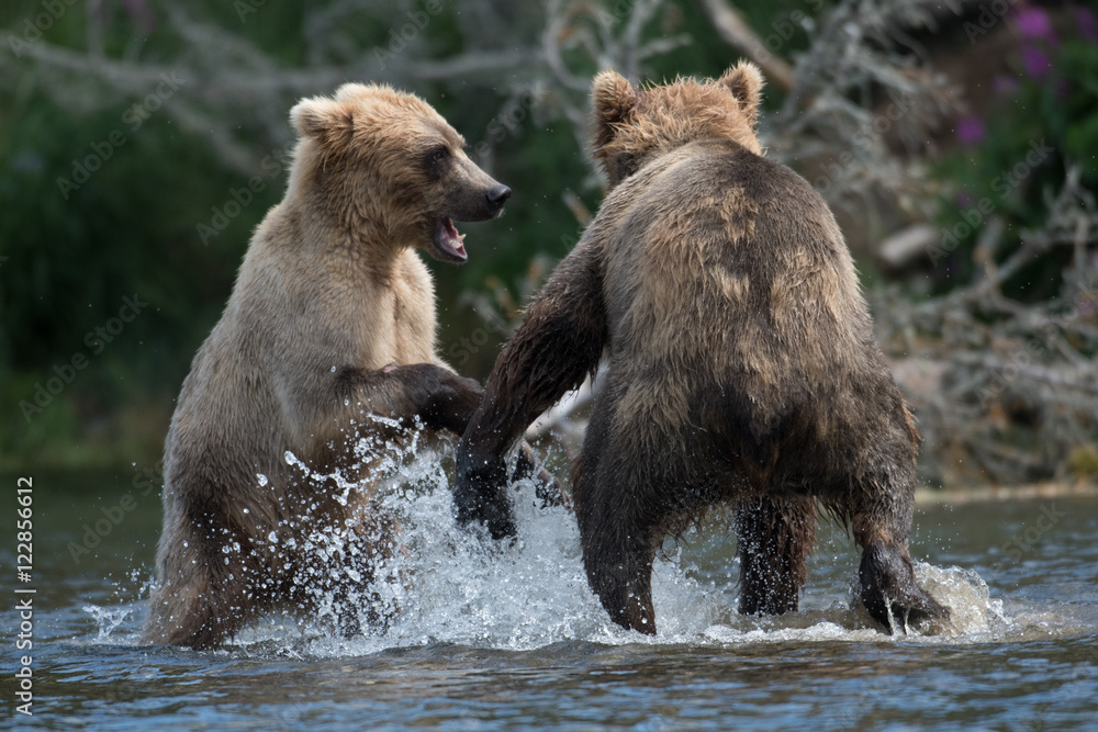 Obraz premium Two Alaskan brown bears fighting
