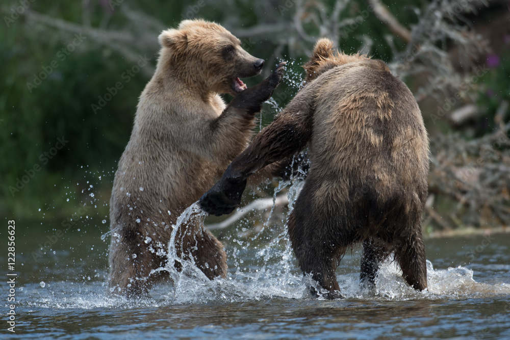 Two Alaskan brown bears fighting Two Alaskan brown bears fighting