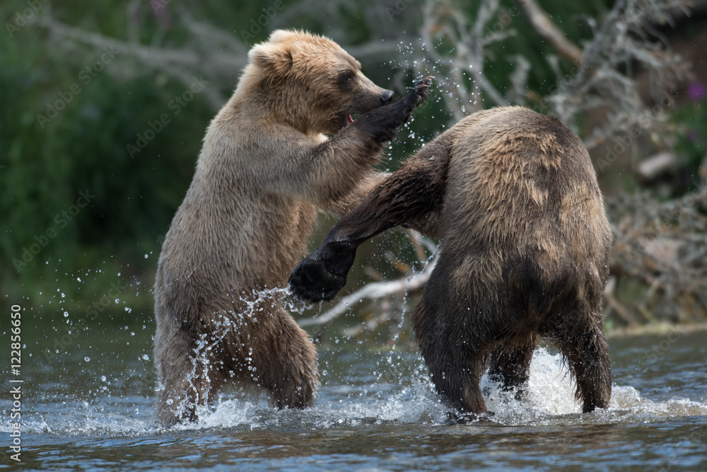 Fototapeta premium Two Alaskan brown bears fighting
