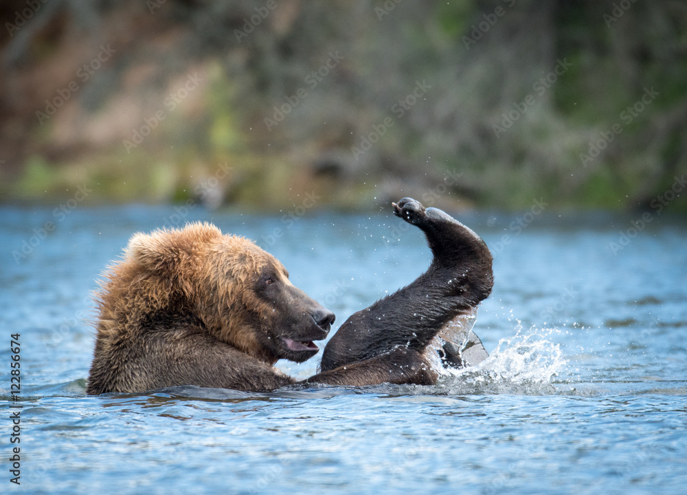 Fototapeta premium Alaskan brown bear playing