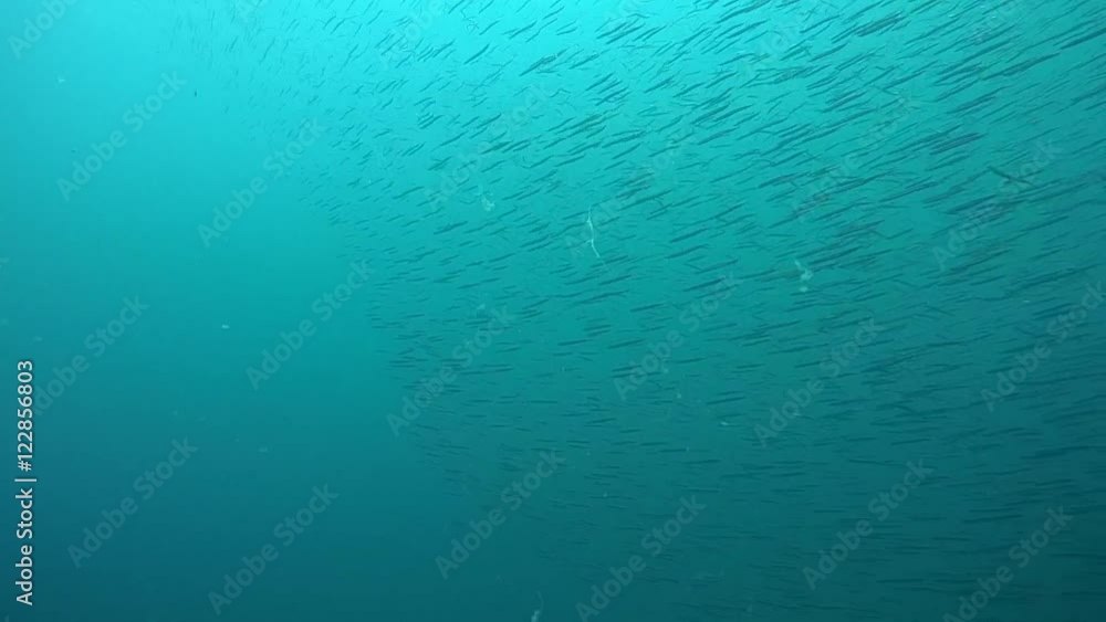 A flock of small pelagic fish, wide shot.
A flock of small pelagic fish, wide shot.